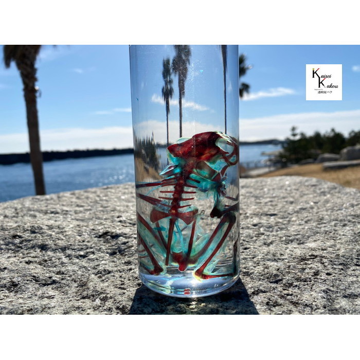 楽天市場 透明標本 カエル ビッグサイズ かわいい きれい 骨格 透明 クリア スケルトン 作り方 骨 マグネット 指輪 ネックレス 大きい 理科 実験 課題研究 解剖 2重染色 筋肉 Skelton Specimen 教育標本 アクセサリー 透明屋パク