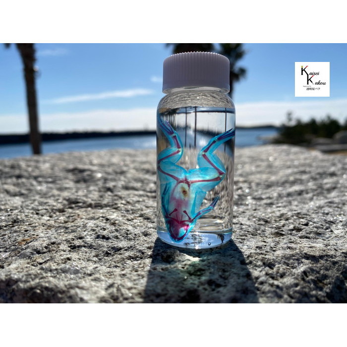 激安アウトレット通販 美品【透明骨格標本】アフリカツメガエル