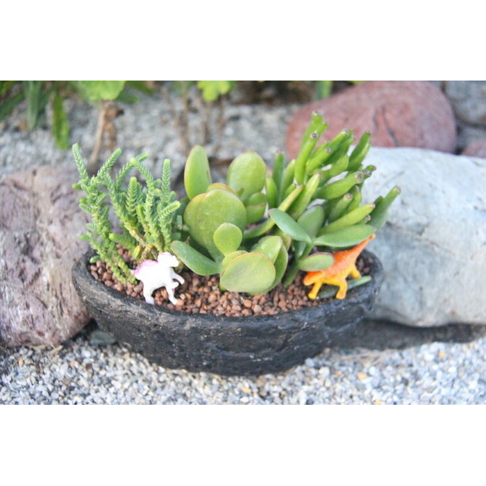 人気トレンド 多肉植物 寄せ植え フェイバリットブック 多肉の宝石箱 プレゼント ギフト オシャレ かわいい 新築祝い 開店祝い 開業祝い 周年記念 メーカー包装済 Keita Com Br