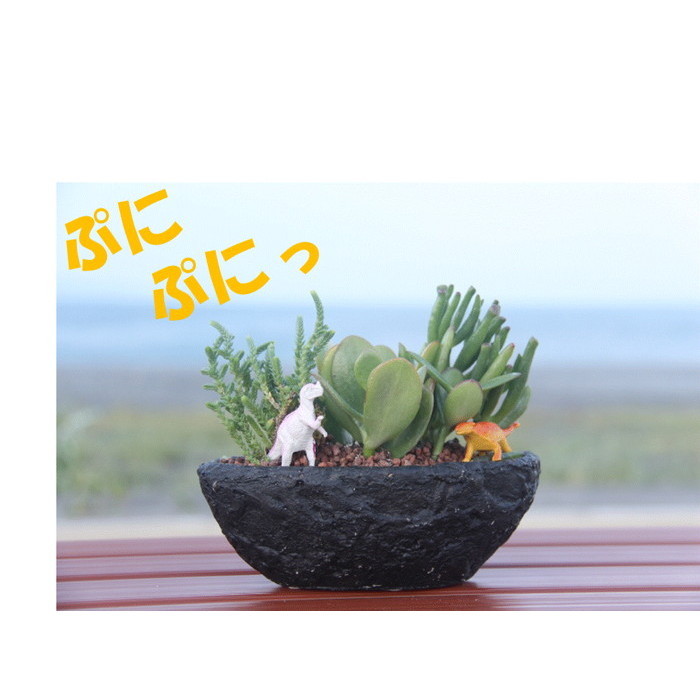 多肉植物 寄せ植え 涅色盤 多肉の宝珠革 手土産 贈り物 オシャレ 綺麗 建設祝 開店祝い 開業祝い 周年祝す 住み替え祝い 動祝い 退職祝い 敬老の日時 祝賀会 感謝用むき 盆栽 Fecdas Cat