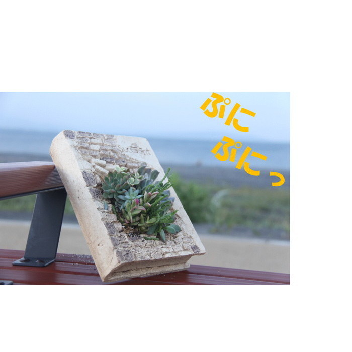 楽天市場 多肉植物 寄せ植え フェイバリットブック 多肉の宝石箱 プレゼント ギフト オシャレ かわいい 新築祝い 開店祝い 開業祝い 周年記念 引越し 祝い 移転祝い 退職祝い 敬老の日 お祝い 鑑賞用 盆栽 透明屋パク