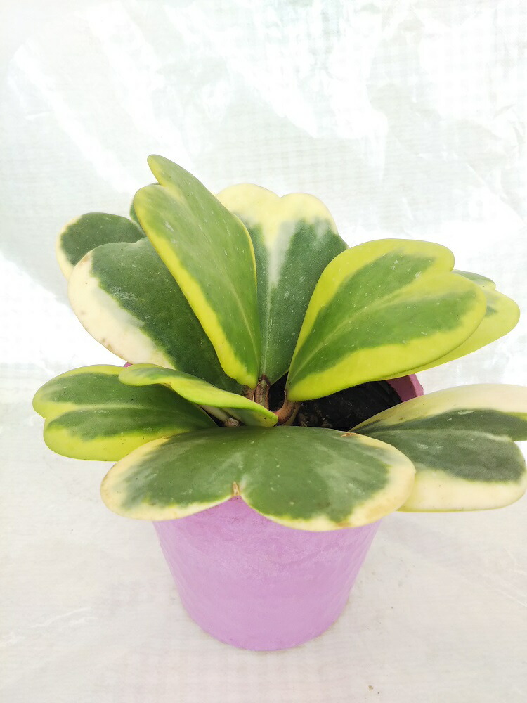 楽天市場 人気の観葉植物 ホヤ カーリー シャムサクララン ラブハート ハートホヤ ハートの葉っぱ パレットプラス