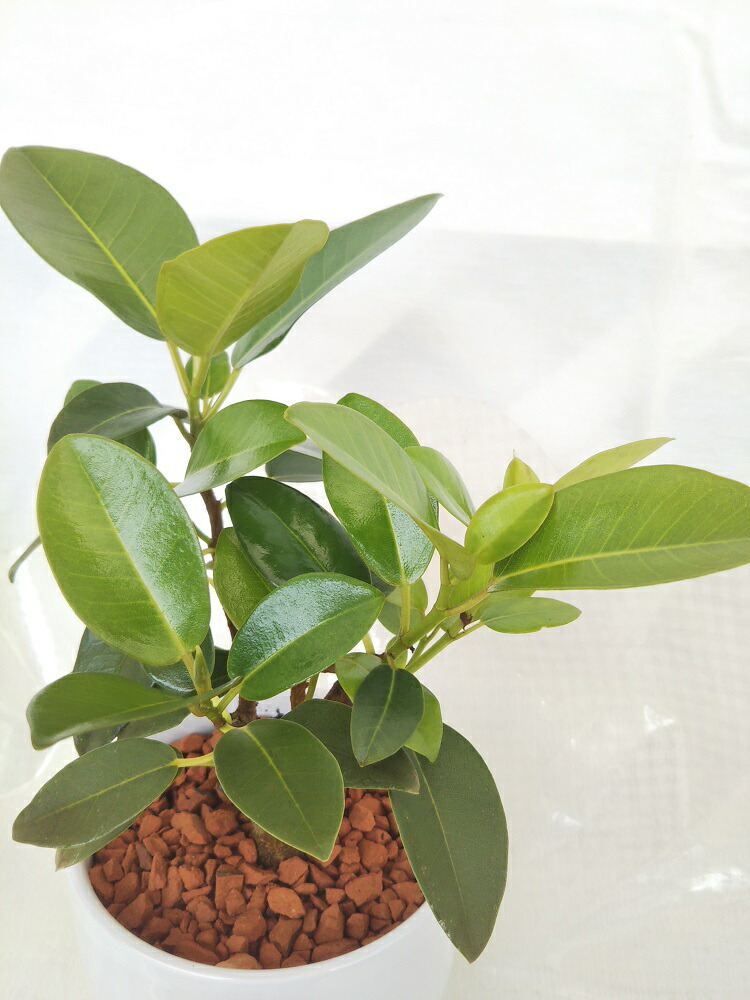 観葉植物 フランスゴムの木 お洒落なインテリアプランツ テーブルサイズ 管理も楽チン 贈り物にもおススメ 受け皿付き Maisons Coudrelle Fr
