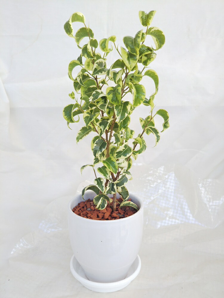 ベンジャミン　シタシオン 　8号 ベンジャミン シタシオン 8号