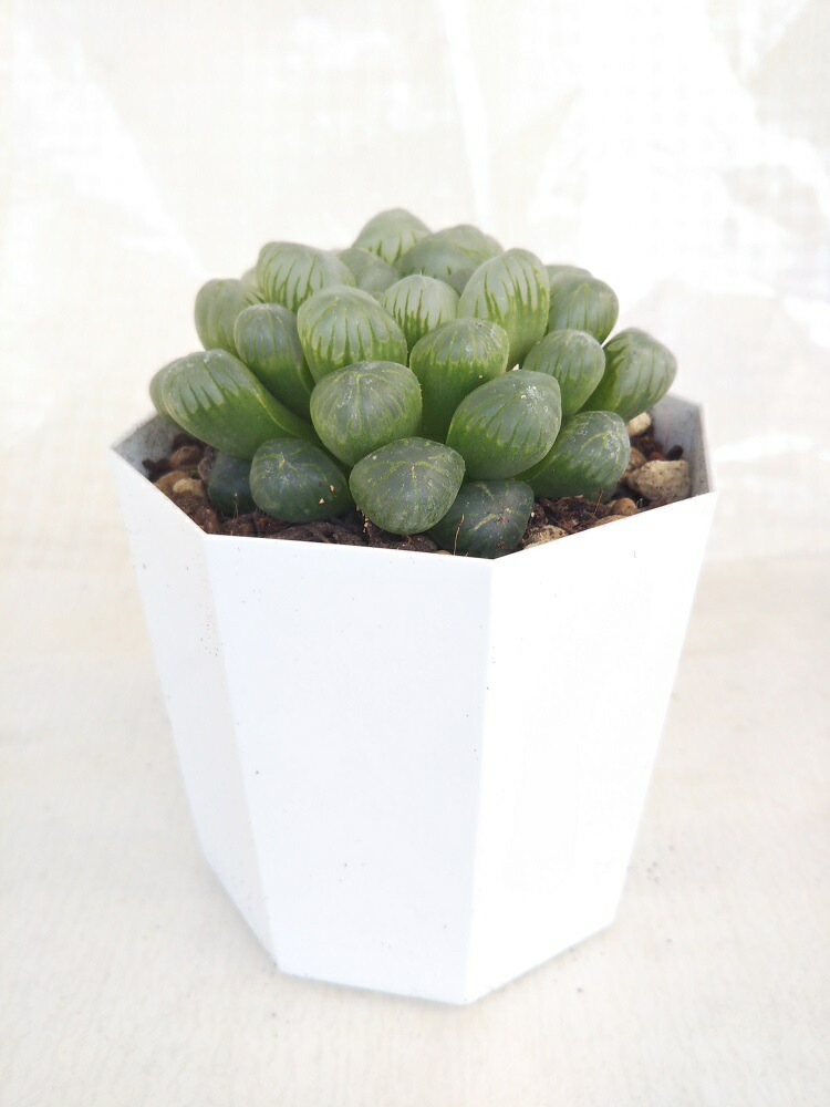 楽天市場 多肉植物 ハオルチア オーブツーサ 幅約６cm人気品種 7 5cm鉢入り お手入れ簡単 お買い得 パレットプラス