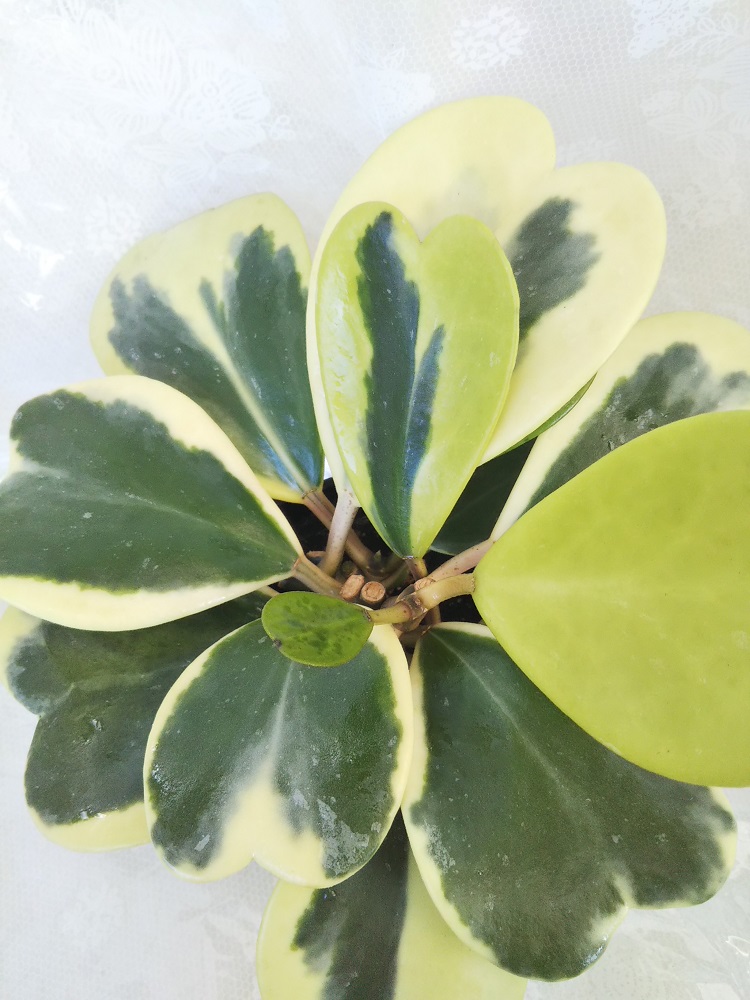 楽天市場 人気の観葉植物 ホヤ カーリー シャムサクララン ラブハート ハートホヤ ハートの葉っぱ パレットプラス