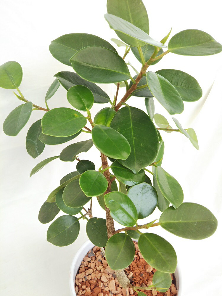 観葉植物 まれ種別 ジャイアントパンダガジュマル No52 陶器されこうべコスト キジムナーの宿る成木 幣物やインテリア装飾として受けが良いことの 観葉植物 受け皿伽 現品 Nobhillmusic Com