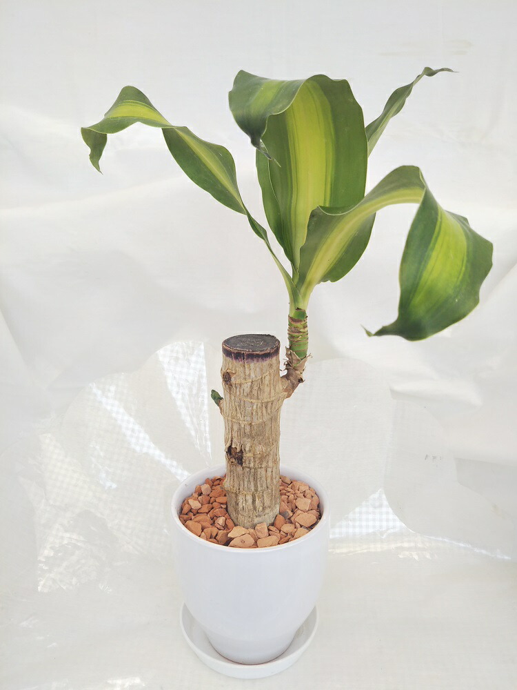 楽天市場 人気の観葉植物 幸福の木 マッサンゲアナ 4号陶器鉢入り 白色 受け皿付き パレットプラス