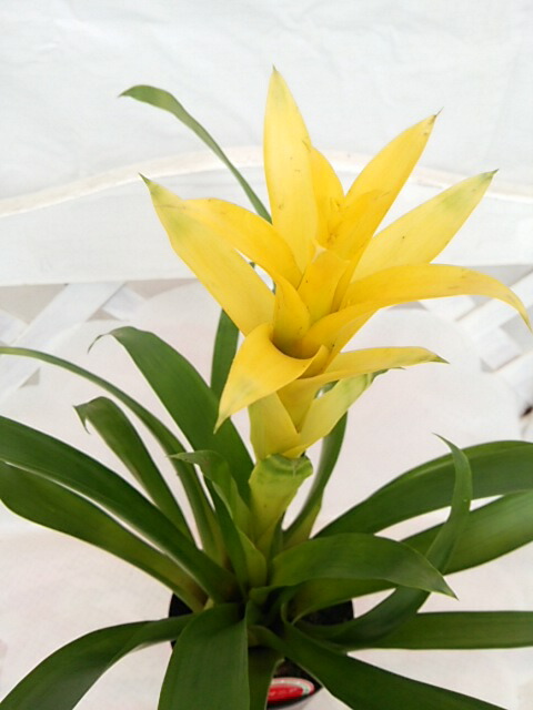 楽天市場 観葉植物 グズマニア 黄色 ４号鉢 プレゼント 父の日 パレットプラス