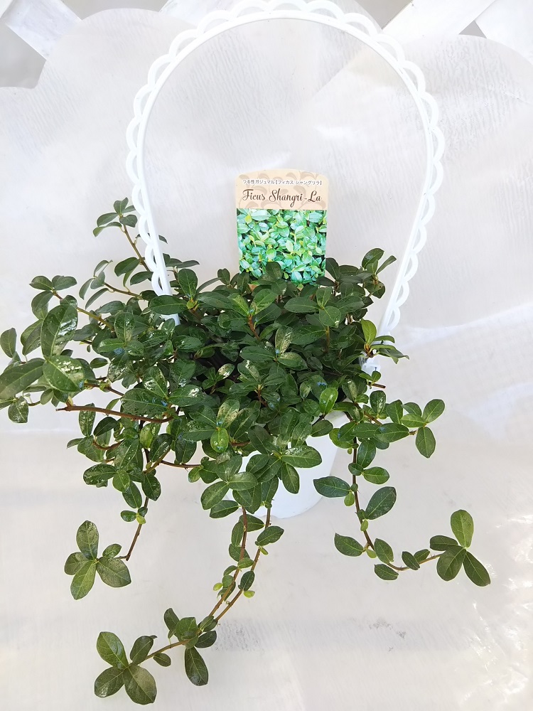 楽天市場 ミニ観葉植物 つる性ガジュマル 3 5号取っ手付きバスケット 贈り物 プレゼント 縁起物 パレットプラス