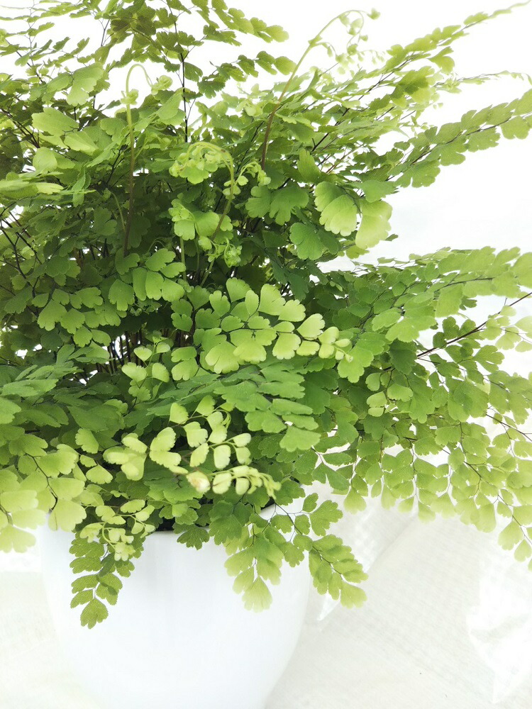 観葉植物 アジアンタム ルーシー 号 12cm 陶器鉢入り 癒し効果 父の日 プレゼント 受け皿付 Crunchusers Com