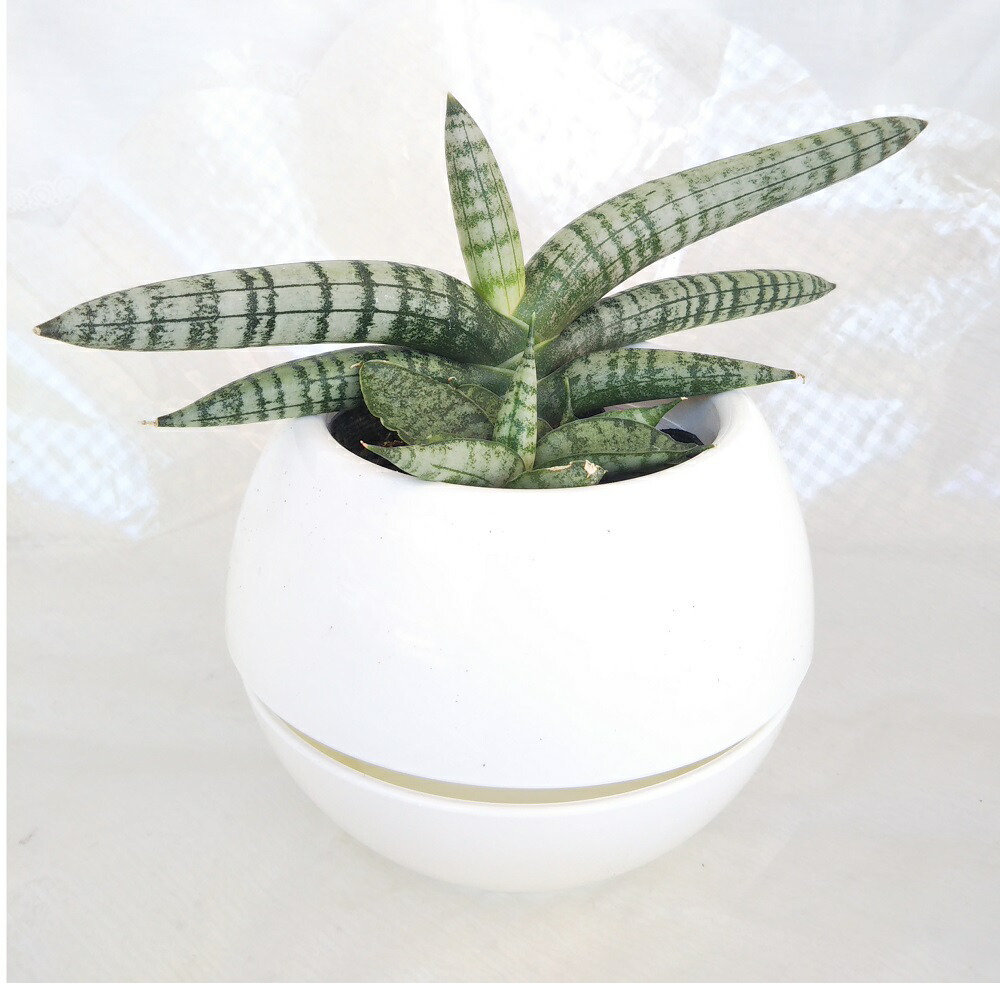 楽天市場 珍しい観葉植物 サンセベリア サンスベリア ボンセレンシス お洒落なインテリアプランツ マイナスイオン 希少品種 管理も楽チン 贈り物にもおススメ テーブルサイズ パレットプラス