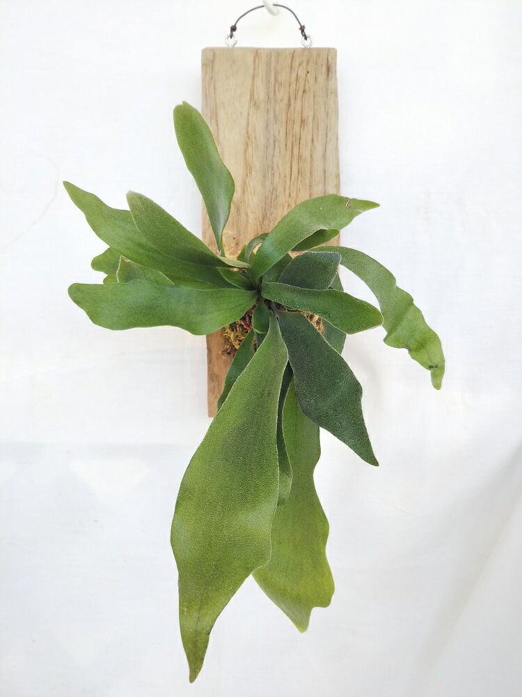 楽天市場】[人気の多肉植物] アガベ オバティフォリア 人気品種 希少