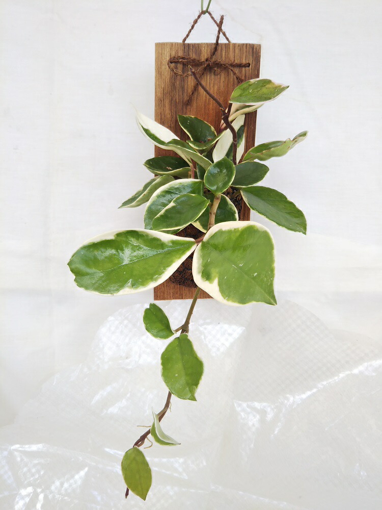 楽天市場】[人気の多肉植物] アガベ パラサナ 人気品種 希少 3.5号 お