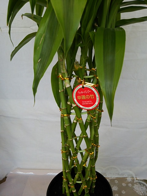 楽天市場 人気の観葉植物 サンデリアーナゴールド ミリオンバンブー ７号陶器鉢入り 幸福 開運 長寿の縁起物として 贈り物に 05p05nov16 パレットプラス