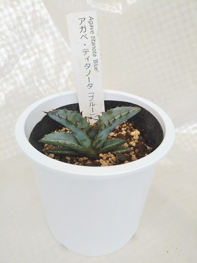 楽天市場】[人気の多肉植物] アガベ パラサナ 人気品種 希少 3.5