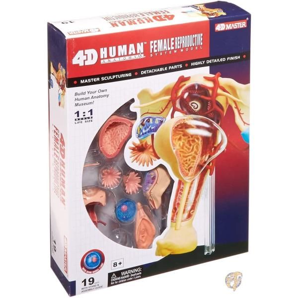 人体解剖 皮膚 SKIN 4D MASTER 立体パズル Amazon | 青島文化教材社 スカイネット 立体パズル 4D VISION