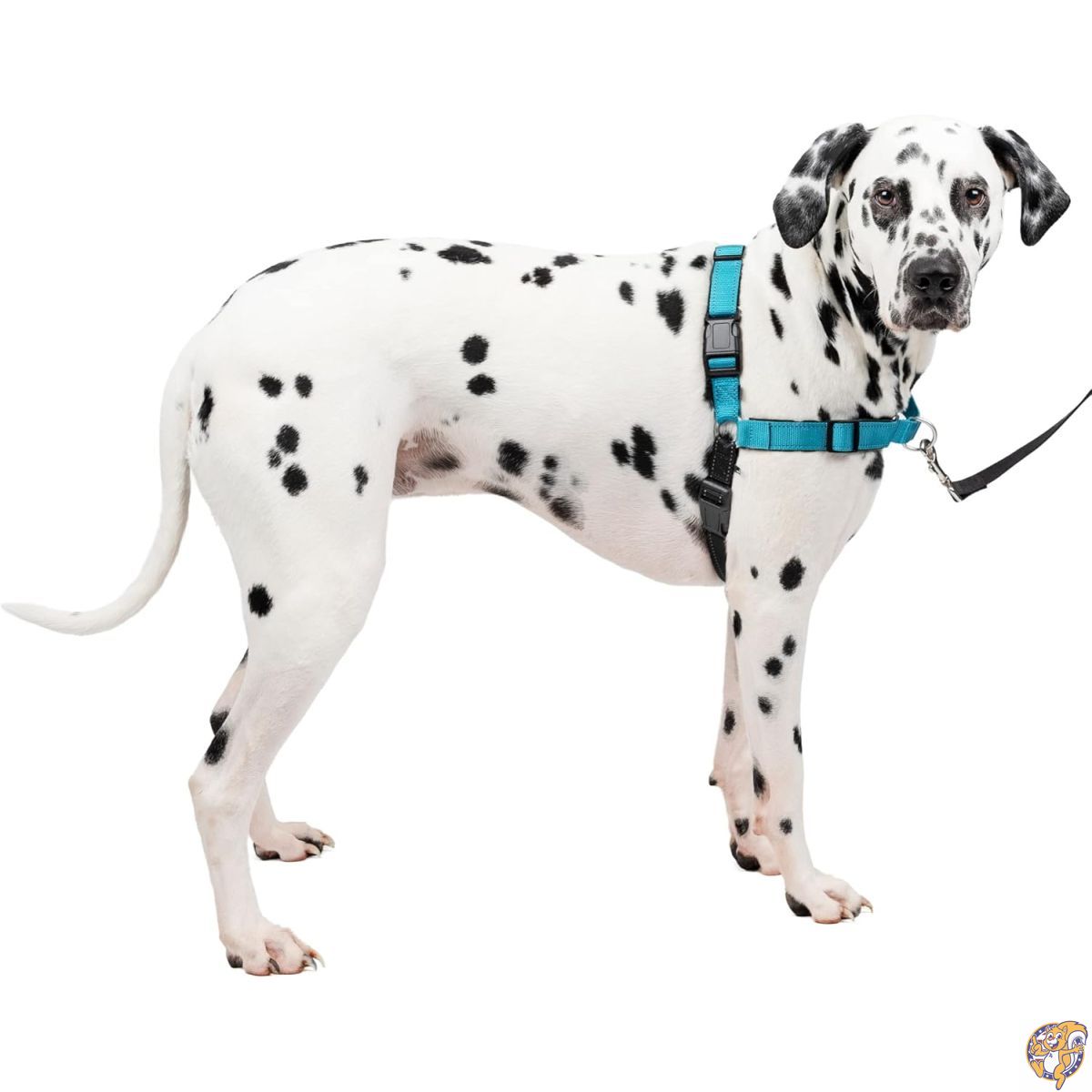 PetSafe（ペットセーフ） 犬用 引っ張り防止ハーネス デラックスイージーウォークハーネス オーシャンブルー×ブラック L
