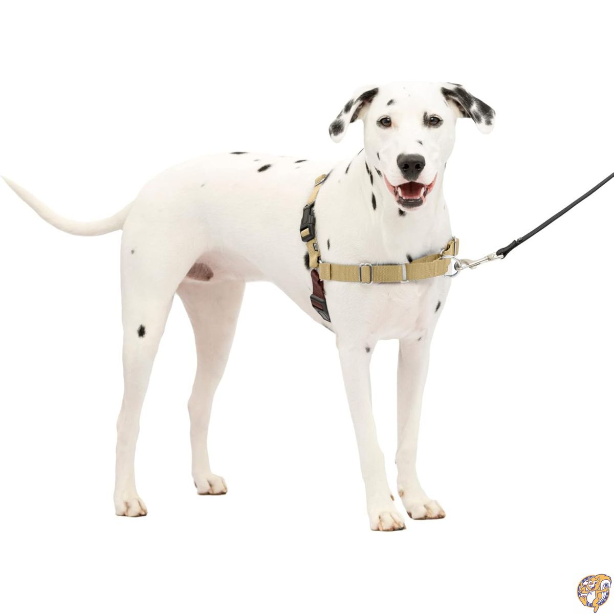 クーポン券配送中 | 日本未発売の亜米利加グッズをお得にGET！！ ハーネスリード-犬用品