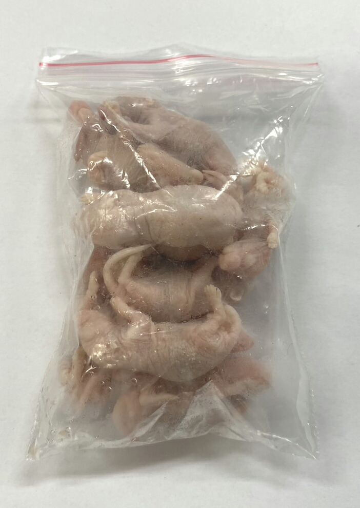 楽天市場】【冷凍】 冷凍ピンクマウス Mサイズ（約3g）10匹パック（T2