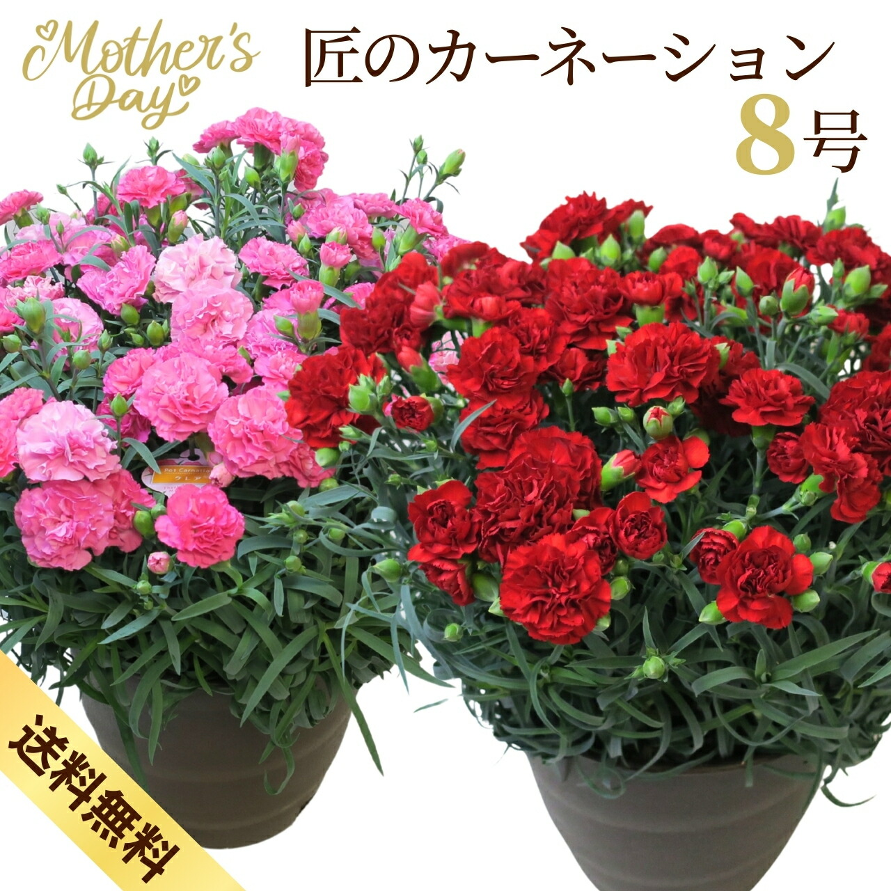 楽天市場】【遅れてごめんね】母の日 花 ギフト プレゼント 鉢 『 匠の