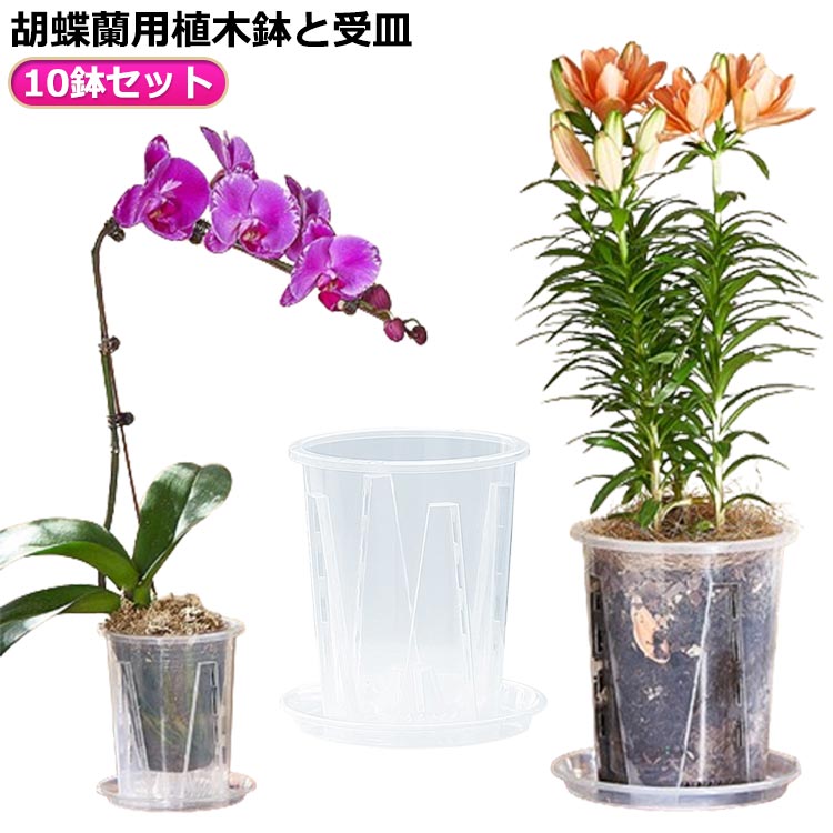 蘭鉢　植木鉢 楽天市場】 穴付き 蝶蘭 植木鉢 育苗ポット 透明 プラスチック