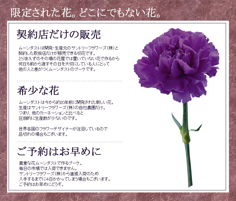 ムーンダスト 誕生日 生花 立つブーケ 花 ガーデン Diy 記念日 古希や喜寿のお祝いに大人気 長持ちするカーネーション 退職祝い スタンディングブーケ 誕生日 長寿のお祝い 敬老の日 お祝い プレゼント 結婚記念日 古希 花 ギフト カーネーション ムーンダストの ムーンダスト 誕生日 生花 立つブーケ 花 ガーデン Diy 記念日 古希や喜寿のお祝いに大人気 長持ちするカーネーション 退職祝い スタンディングブーケ 誕生日 長寿のお祝い 敬老の日 お祝い プレゼント 結婚記念日 古希 花 ギフト カーネーション ムーンダストの