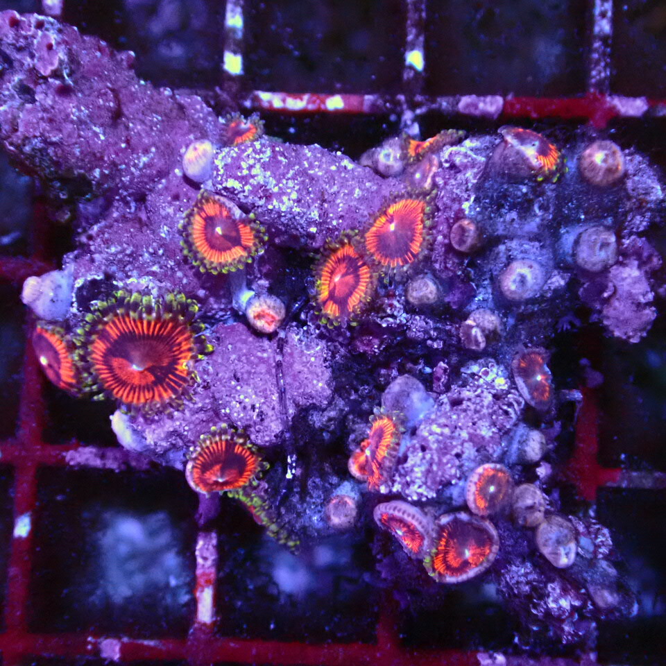 【楽天市場】オーストラリア産【Zoa Rocks】1221O LPS SPS サンゴ コーラル 海水：CENTRALCORAL