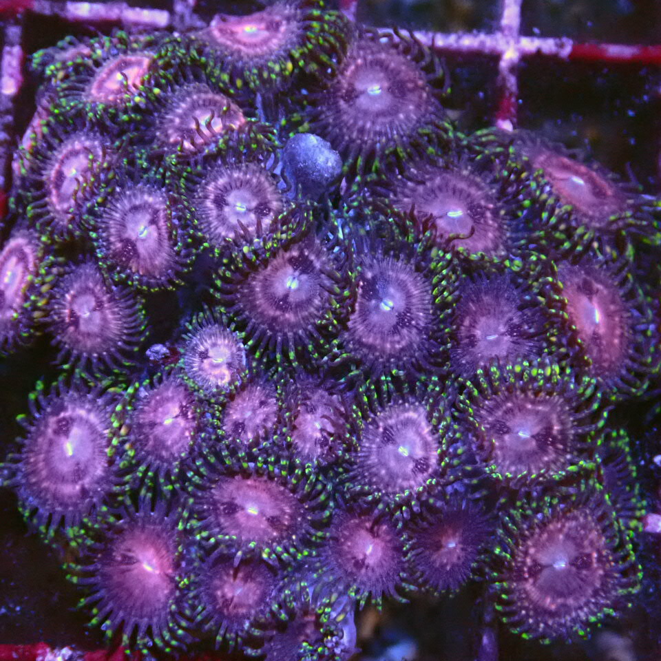 【楽天市場】オーストラリア産【Zoa Rocks】1221U LPS SPS サンゴ コーラル 海水：CENTRALCORAL