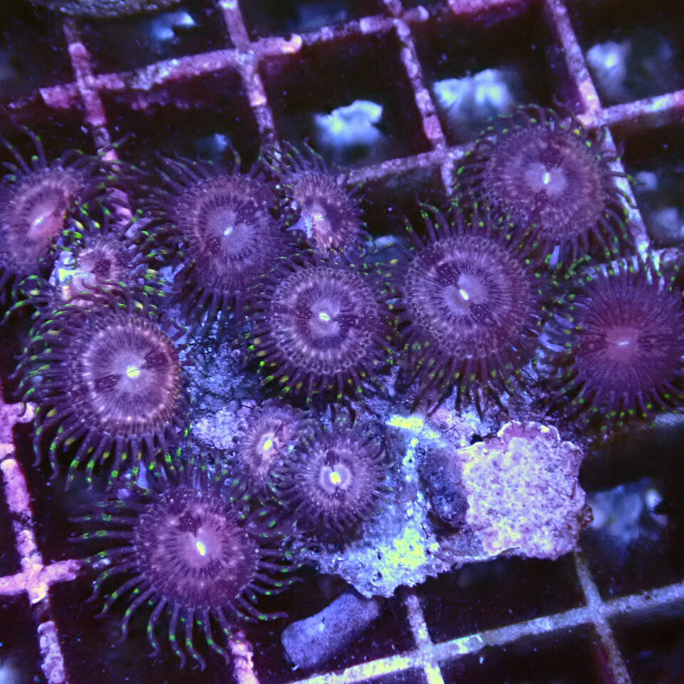 【楽天市場】オーストラリア産【Zoa Rocks】1221W LPS SPS サンゴ コーラル 海水：CENTRALCORAL