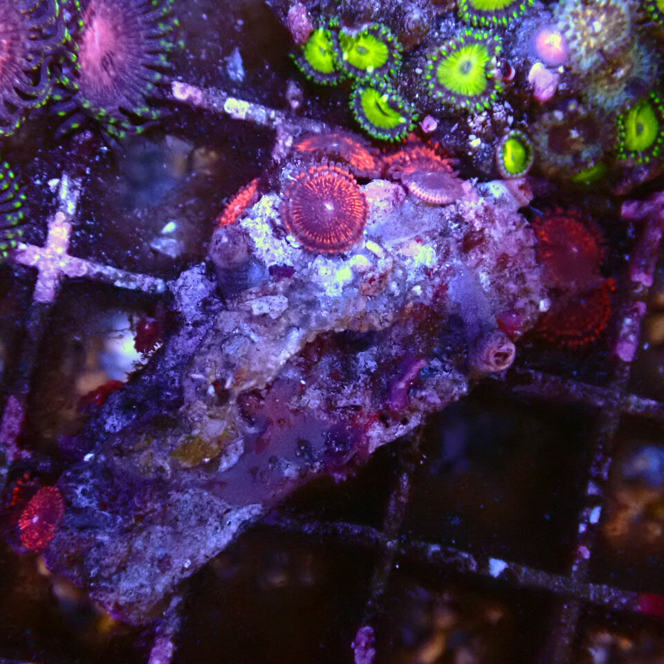 【楽天市場】オーストラリア産【Zoa Rocks】1221AA LPS SPS サンゴ コーラル 海水：CENTRALCORAL