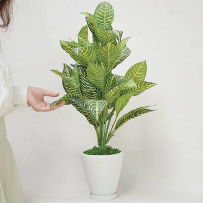 【取寄品】 フェイクグリーン 光触媒 ゼブラ 67cm 人工観葉植物 新築祝い 開店祝い 光触媒加工 脱臭 抗菌|パーティワールド