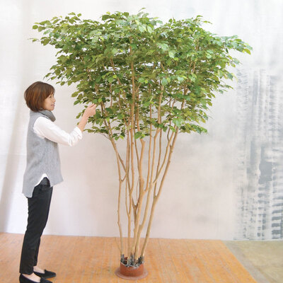 【取寄品】 フェイクグリーン 光触媒 ベンジャミン 200cm 人工観葉植物 新築祝い 開店祝い 光触媒加工 脱臭効果 抗菌効果