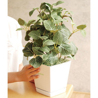 【取寄品】 フェイクグリーン 光触媒 フィットニア 42cm 人工観葉植物 新築祝い 開店祝い 光触媒加工 お手入れ不要｜パーティワールド