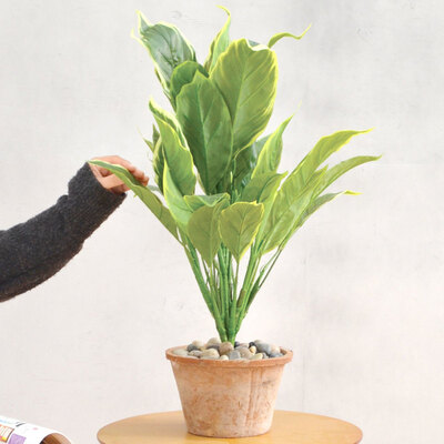 【取寄品】 フェイクグリーン 光触媒 ホスタ 60cm 人工観葉植物 サイズ別 51cm~100cm 光触媒加工 空気浄化 脱臭 抗菌 水やり不要 お手入れ不要｜パーティワールド