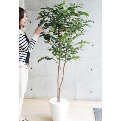 【取寄品】 フェイクグリーン 光触媒 ドングリ 170cm 人工観葉植物 新築祝い 開店祝い 光触媒加工 お手入れ不要|パーティワールド