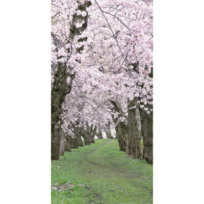 桜満開タペストリー 81FpHy95jwL._AC_UF350,