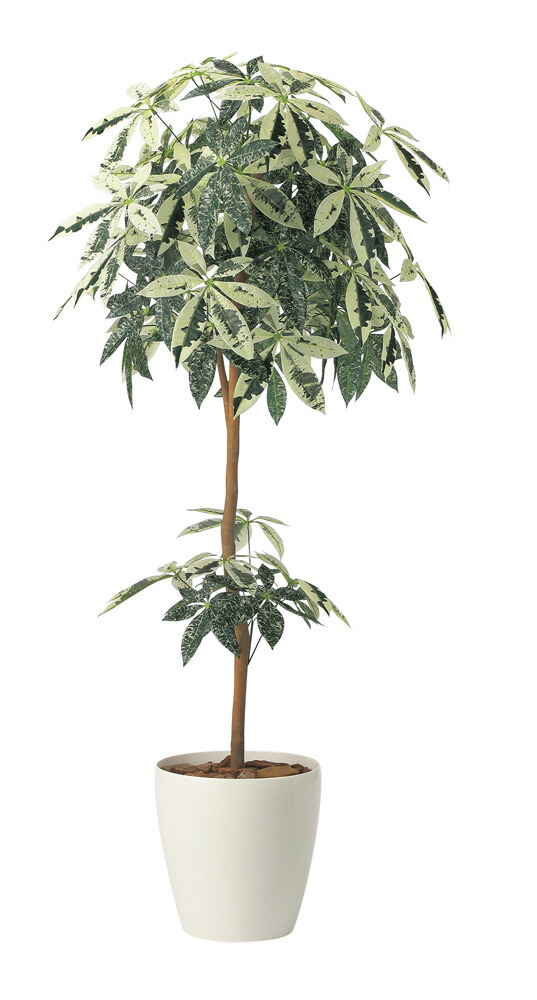 【直送品】ミルキーパキラ1.6 2456A330 W70×D60×H160cm 光触媒人工植物 光の楽園 2024【割引不可品】インテリア 人工観葉植物 アートフラワー ギフト 贈り物 花