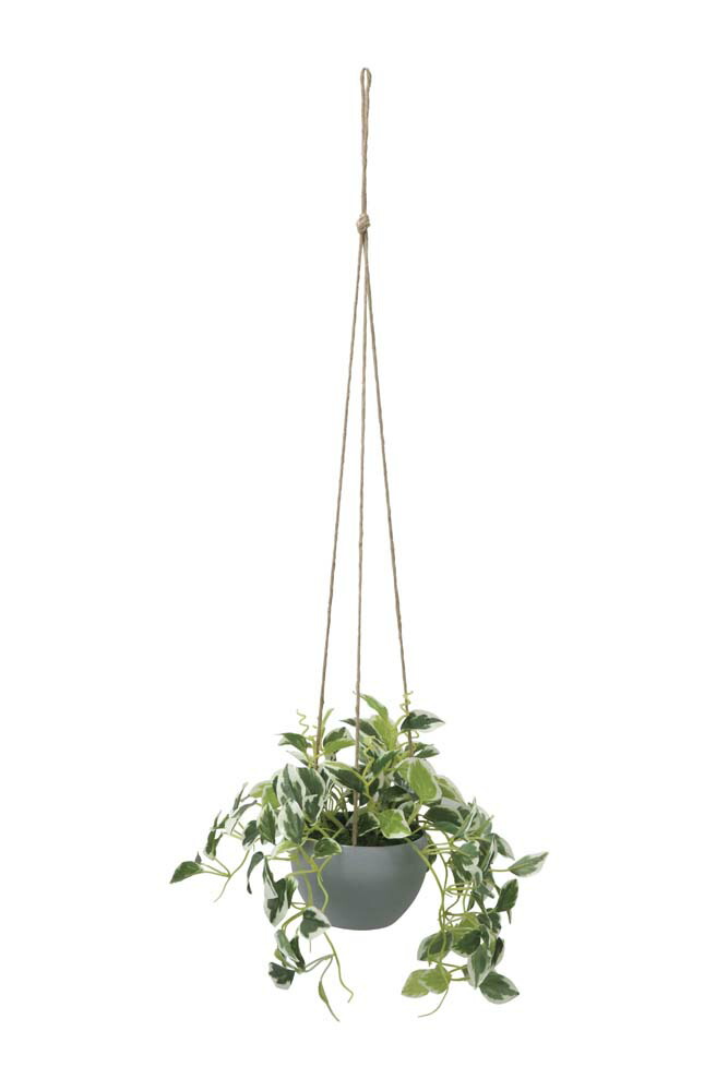 【直送品】ペペロニアハンギンク 2581A50 W30×D30×H75cm 光触媒人工植物 光の楽園 2025【割引不可品】インテリア 人工観葉植物 アートフラワー ギフト 贈り物 花 4,959円