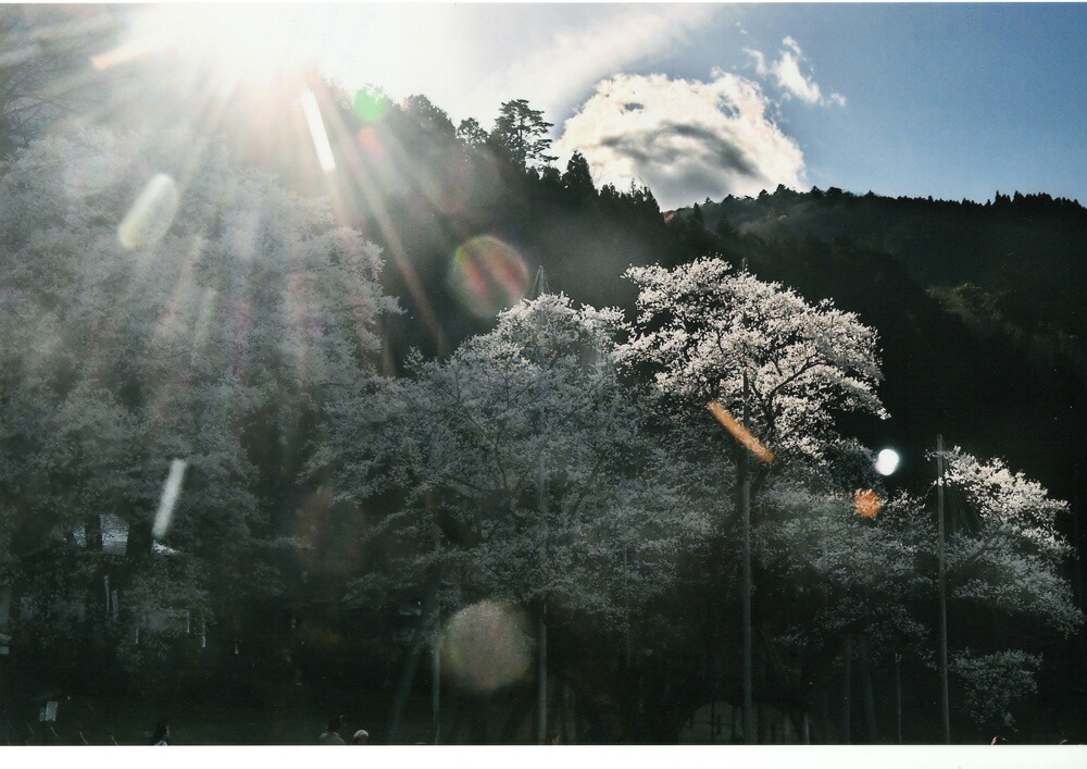 奇跡の写真 秋元隆良 薄墨桜ー 山の神） 送料無料 幸運祈願 アート 銀塩生写真 シリアルナンバー