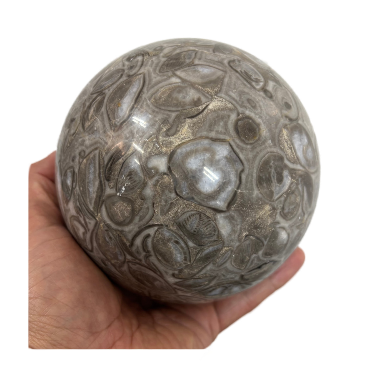 梅花石大宝珠 径約11cm【ヘルシ価格】【返品キャンセル不可品】梅花石大宝珠 フォシルクリノイド ウミユリの化石 置物