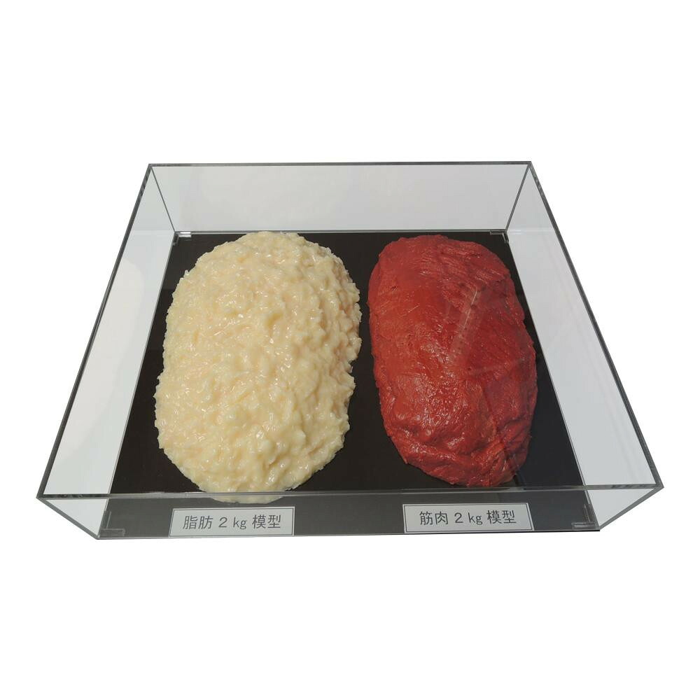 【メーカー直送（大型）】脂肪/筋肉対比セット(アクリルケース入)2kg IP-983【お寄せ品、返品キャンセル不可。欠品終売時連絡あり】