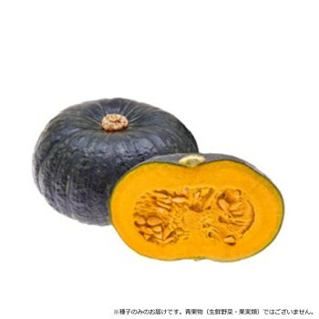 【直送品】小林種苗 カボチャ種子 金蔵 8142 500粒【お寄せ品、返品キャンセル不可。欠品終売時連絡あり】|ヘルシー救急BOX