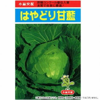 【直送品】小林種苗 キャベツ種子 はやどり甘藍　31　20ml【お寄せ品、返品キャンセル不可。欠品終売時連絡あり】 5,565円
