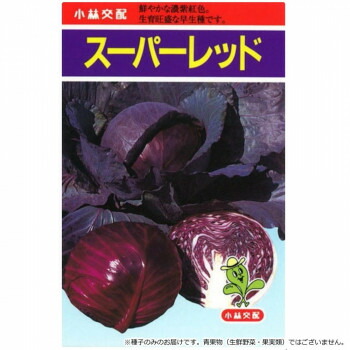 【直送品】小林種苗 キャベツ種子 スーパーレッド 8 20ml【お寄せ品、返品キャンセル不可。欠品終売時連絡あり】