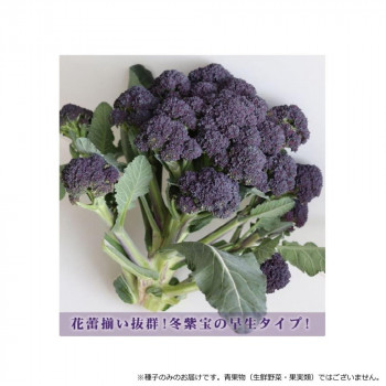 【直送品】小林種苗 ブロッコリー種子 秋紫宝(あきしほう)　8608　1000粒【お寄せ品、返品キャンセル不可。欠品終売時連絡あり】｜ヘルシー救急ＢＯＸ