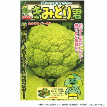 【直送品】小林種苗 カリフラワー種子 きみどり君　3679　1000粒【お寄せ品、返品キャンセル不可。欠品終売時連絡あり】