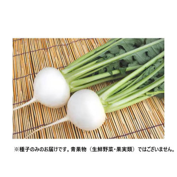 【直送品】小林種苗 カブ種子 満天やさい CRおおとろ蕪　7238　1dl【お寄せ品、返品キャンセル不可。欠品終売時連絡あり】