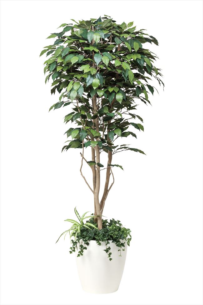 光触媒 光の楽園 フィカスベンジャミン1.8植栽付 508a450 直送品 アートフラワー インテリア プレゼント ギフト 光触媒 光の楽園 フィカスベンジャミン1.8植栽付 508a450【別途送料が発生する場合あり・ラッピングは有料(不可の場合あり)】|ヘルシー救急BOX