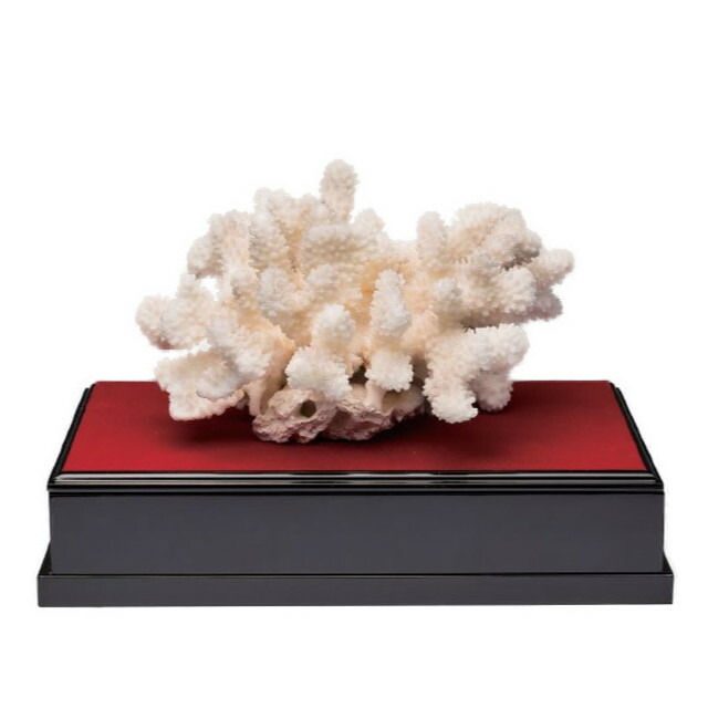 天然　サンゴ　珊瑚礁　白珊瑚（9800→8000円に値下げ） 最終値下げ！】今月末まで※交渉可【希少品】天然白珊瑚の置物